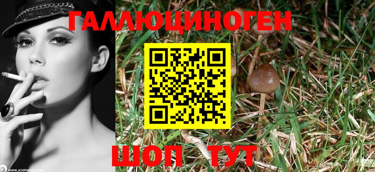 Псилоцибиновые грибы Cubensis Видное